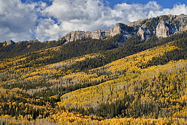 Yellow aspens in the fall, Uncompahgre National Forest, Colorado, United States of America, North America