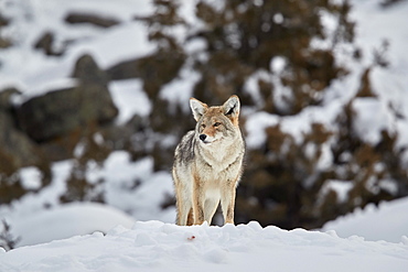 Coyote (Canis latrans) in winter, Yellowstone National Park, UNESCO World Heritage Site, Wyoming, United States of America, North America