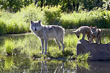 Gray wolf (Canis lupus) in captivity, Sandstone, Minnesota, United States of America, North America