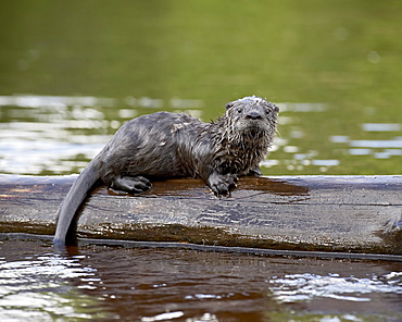 Captive baby river otter (Lutra canadensis), Sandstone, Minnesota, United States of America, North America