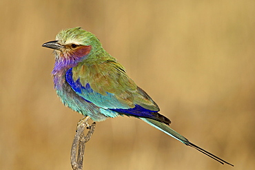 Lilac-breasted roller (Coracias caudata), Masai Mara National Reserve, Kenya, East Africa, Africa