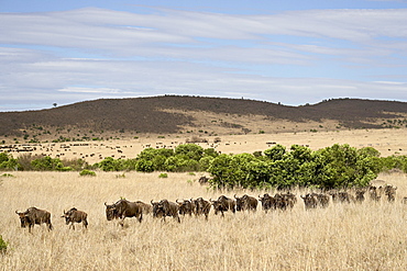 Line of blue wildebeest (brindled gnu) (Connochaetes taurinus), Masai Mara National Reserve, Kenya, East Africa, Africa