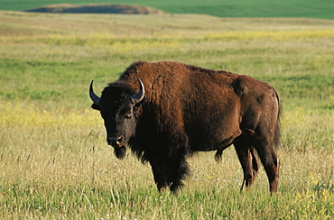 Bison (Bison bison), Theodore Roosevelt National Park, North Dakota, United States of America, North America