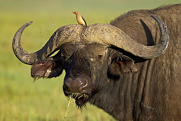 Cape buffalo (African buffalo) (Syncerus caffer) with a red-billed oxpecker (Buphagus erythrorhynchus), Ngorongoro Crater, Ngorongoro Conservation Area, Tanzania,East Africa,Africa