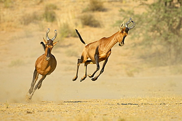 Two red hartebeest (Alcelaphus buselaphus) running and playing, Kgalagadi Transfrontier Park, encompassing the former Kalahari Gemsbok National Park, South Africa, Africa