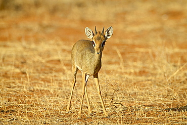 Male Gunther's dik dik (Rinchotragus guntheri), Samburu National Reserve, Kenya, East Africa, Africa