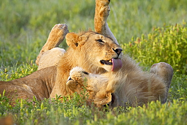 Two male lions (Panthera leo) grooming, Serengeti National Park, Tanzania, East Africa, Africa