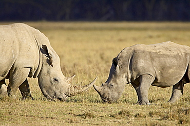 Adult and young white rhinoceros (Ceratotherium simum), Lake Nakuru National Park, Kenya, East Africa, Africa