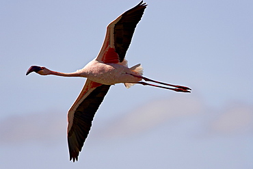 Lesser flamingo (Phoeniconaias minor) flying, Lake Nakuru National Park, Kenya, East Africa, Africa