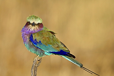 Lilac-breasted roller (Coracias caudata), Masai Mara National Reserve, Kenya, East Africa, Africa