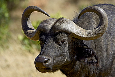 Cape buffalo (African buffalo) (Syncerus caffer), Masai Mara National Reserve, Kenya, East Africa, Africa