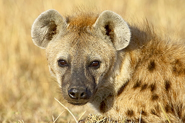 Spotted hyena (spotted hyaena) (Crocuta crocuta), Masai Mara National Reserve, Kenya, East Africa, Africa