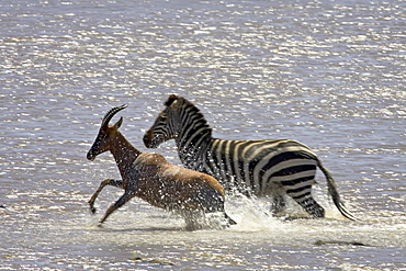 Grant•À?s zebra (Plains zebra) (common zebra) (Equus burchelli boehmi) and topi (tsessebe) (Damaliscus lunatus) crossing the Mara River, Masai Mara National Reserve, Kenya, East Africa, Africa