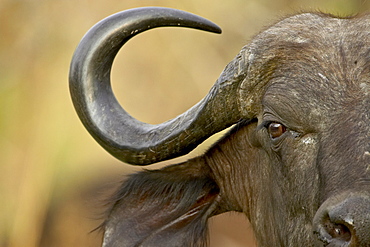 Cape buffalo or African buffalo (Syncerus caffer), Kruger National Park, South Africa, Africa