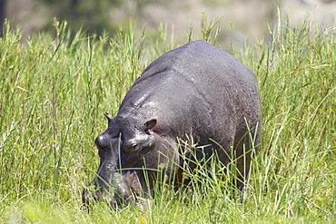 Hippopotamus (Hippopotamus amphibius) out of the water grazing, Kruger National Park, South Africa, Africa