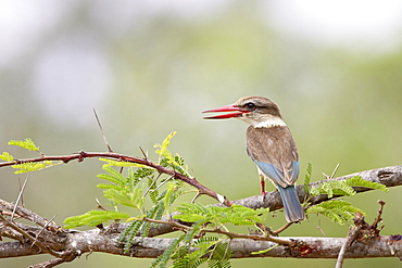 Brown-hooded kingfisher (Halcyon albiventris), Kruger National Park, South Africa, Africa