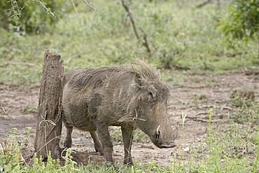 Warthog (Phacochoerus aethiopicus) using a scratching post, Imfolozi Game Reserve, South Africa, Africa