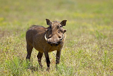 Warthog (Phacochoerus aethiopicus), Addo Elephant National Park, South Africa, Africa