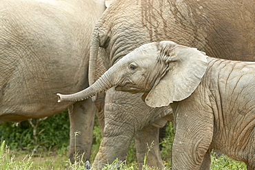 Baby African Elephant (Loxodonta africana), Addo Elephant National Park, South Africa, Africa