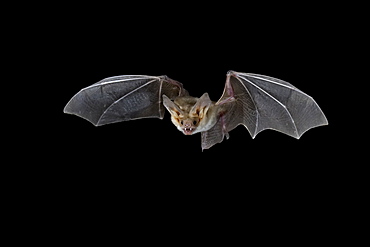 Pallid bat (Antrozous pallidus) in flight, near Portal, Arizona, United States of America, North America