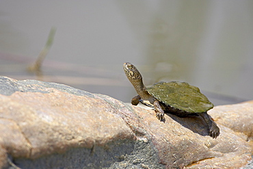 Serrated Hinged Terrapin (Pelusios sinuatus), Kruger National Park, South Africa, Africa