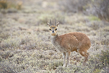 Male klipspringer (Oreotragus oreotragus), Karoo National Park, South Africa, Africa