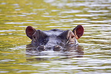 Hippopotamus (Hippopotamus amphibius), Serengeti National Park, Tanzania, East Africa, Africa