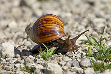 East African land snail (Achatina fulica), Serengeti National Park, Tanzania, East Africa, Africa