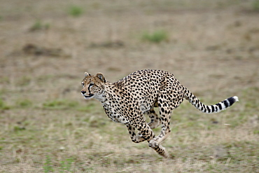 Cheetah (Acinonyx jubatus), Masai Mara National Reserve, Kenya, East Africa, Africa