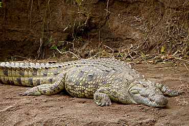 Nile crocodile (Crocodylus niloticus), Masai Mara National Reserve, Kenya, East Africa, Africa