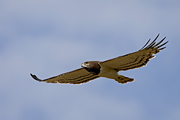 Black-breasted snake eagle (Circaetus pectoralis), Masai Mara National Reserve, Kenya, East Africa, Africa