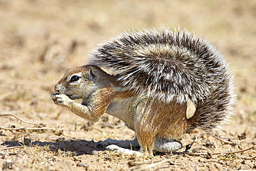 Male Cape ground squirrel (Xerus inauris), Kgalagadi Transfrontier Park, encompassing the former Kalahari Gemsbok National Park, South Africa, Africa