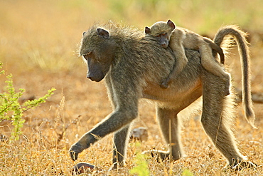 Infant Chacma baboon (Papio ursinus) riding on its mother's back, Imfolozi Game Reserve, South Africa, Africa