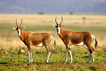 Two blesbok (Damaliscus pygargus phillipsi), Mountain Zebra National Park, South Africa, Africa