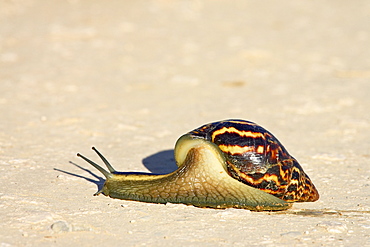 East African Land Snail or Giant African Land Snail (Achatina fulica), Addo Elephant National Park, South Africa, Africa