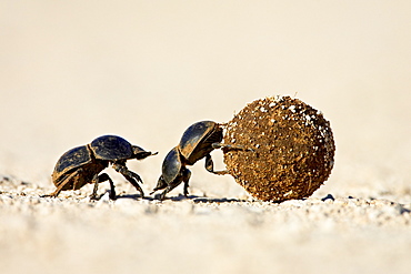 Two dung beetles rolling a dung ball, Addo Elephant National Park, South Africa, Africa