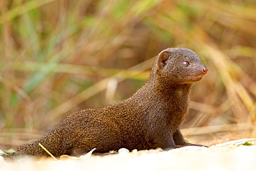 Dwarf mongoose (Helogale parvula), Kruger National Park, South Africa, Africa