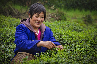 Dragon Well Green Tea Plantation near Hangzhou, Zhejiang province, China, Asia