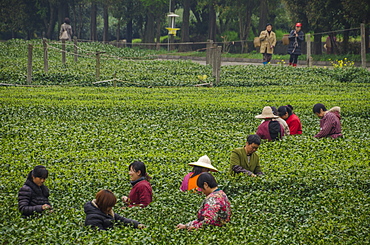 Dragon Well Green Tea Plantation near Hangzhou, Zhejiang province, China, Asia