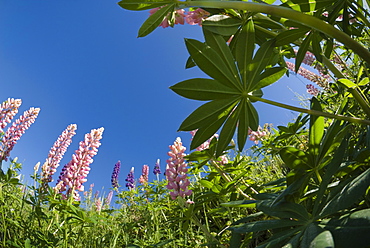 Lupins, Gaspe, Gaspe Peninsula, province of Quebec, Canada, North America