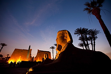 Temple at Luxor, Thebes, UNESCO World Heritage Site, Egypt, North Africa, Africa