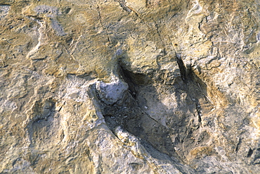 Close-up of dinosaur footprint, Dinosaur Trackway, Clayton Lake State Park, Clayton, New Mexico, United States of America, North America