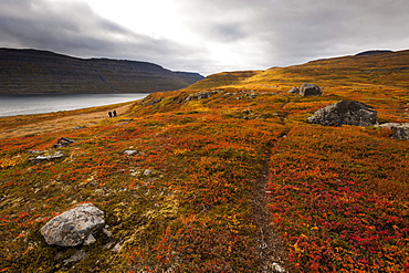 West Fjords, Iceland, Polar Regions 