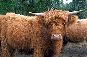 Highland cattle, Scotland, United Kingdom, Europe