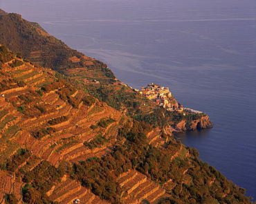 Village of Manarola and terraced vineyards at sunset, Cinque Terre, UNESCO World Heritage Site, Liguria, Italy, Europe