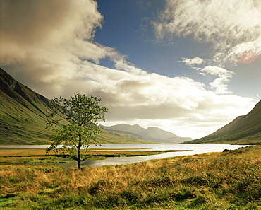 Loch Etive and lone tree, Highlands, Scotland, United Kingdom, Europe