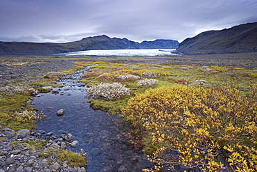 Vegetation at foot of retreating Skaftafellsjokull glacier, Skaftarell National Park, Iceland, Polar Regions