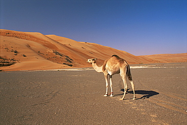 Camel in the desert, Wahiba Sands, Sharqiyah region, Oman, Middle East