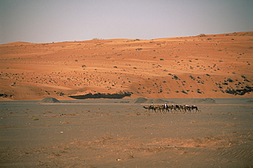 Bedouins and camels in the desert, Wahiba Sands, Sharqiyah region, Oman, Middle East