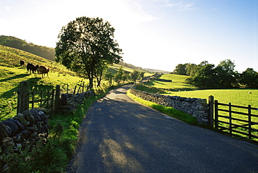 Countryside in Langstrothdale, Yorkshire Dales National Park, Yorkshire, England, United Kingdom, Europe